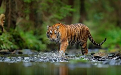 Παγκόσμια Ημέρα Τίγρης: Κάναμε και εμείς μια πράξη αγάπης για το οικοσύστημα, υιοθετήσαμε μια τίγρη!