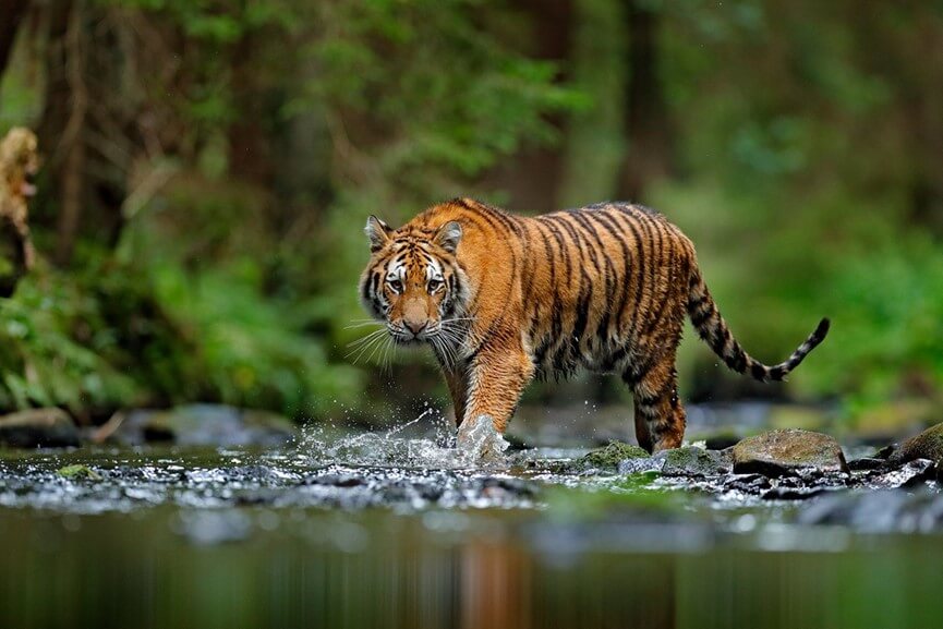 World Tiger Day: We also did an act of love for the ecosystem, we adopted a tiger! | TESSERA Bio Products®
